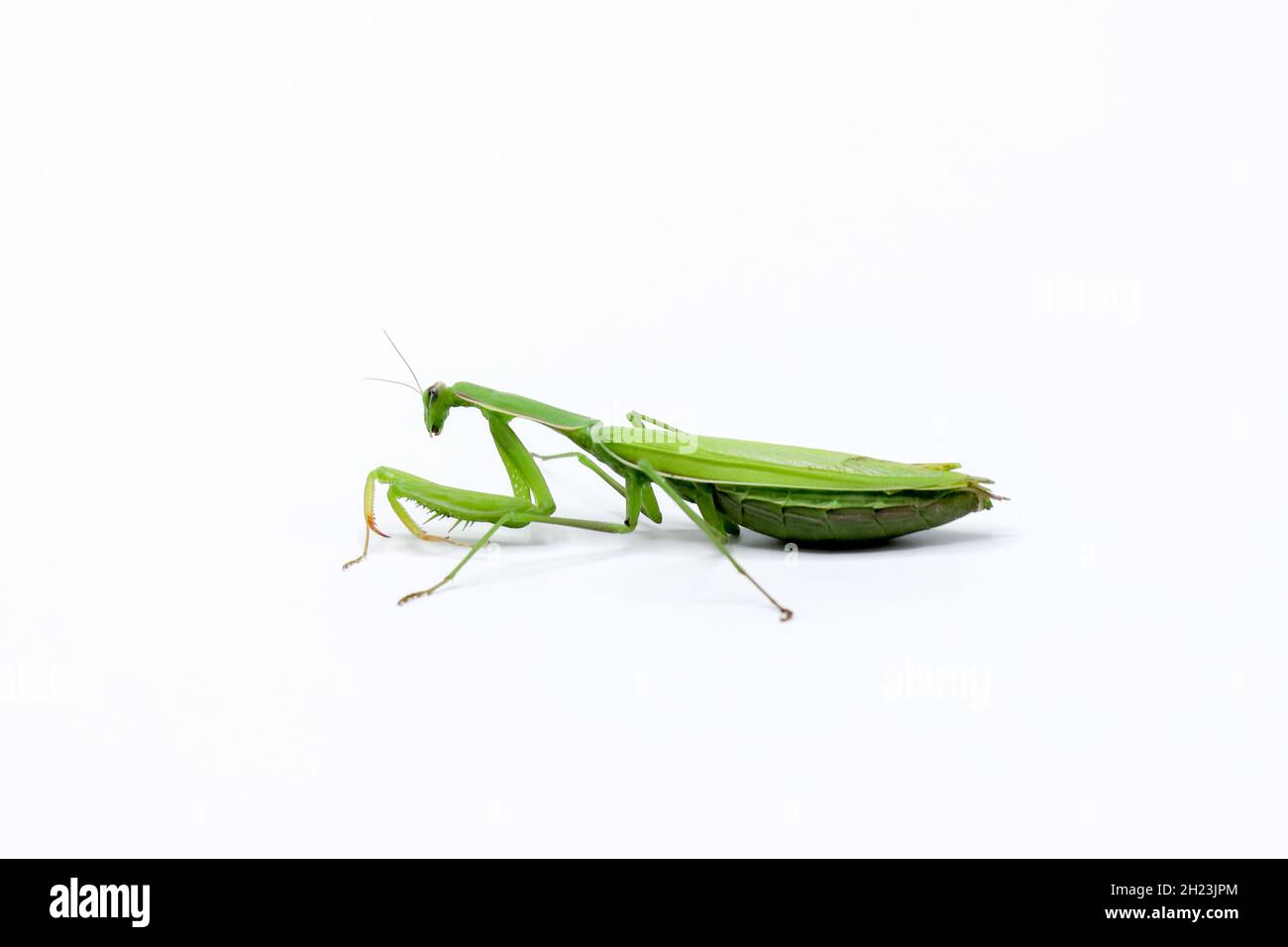 green female praying mantis eating a cricket. insect on a white background. close-up Stock Photo