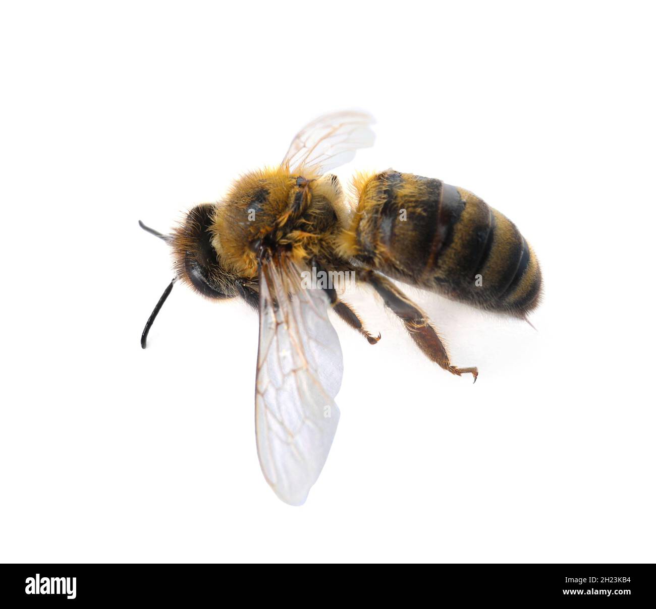 Beautiful honeybee on white background. Domesticated insect Stock Photo ...