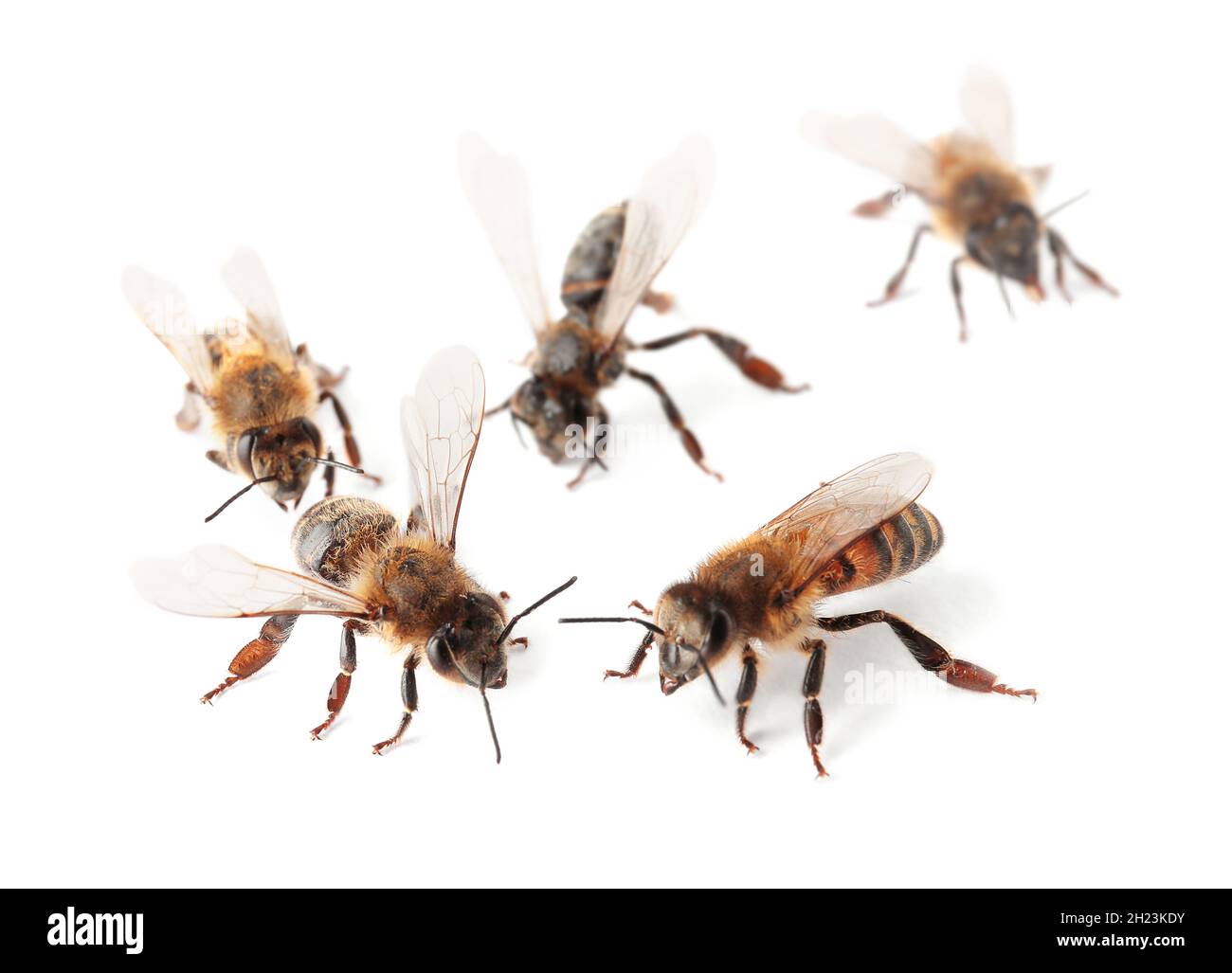 Beautiful honeybees on white background. Domesticated insects Stock ...