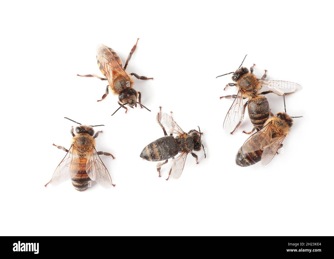 Beautiful honeybees on white background, top view. Domesticated insects ...