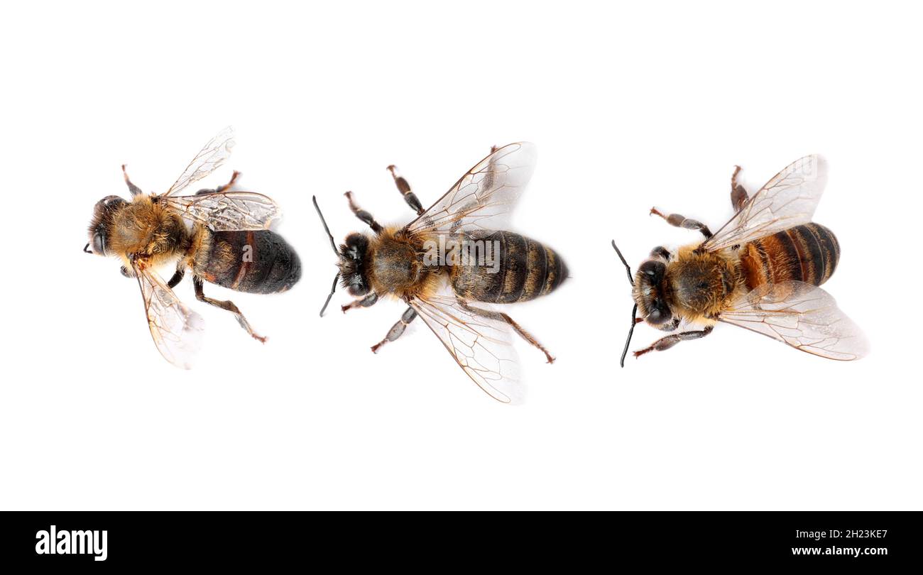 Beautiful honeybees on white background, top view. Domesticated insects ...