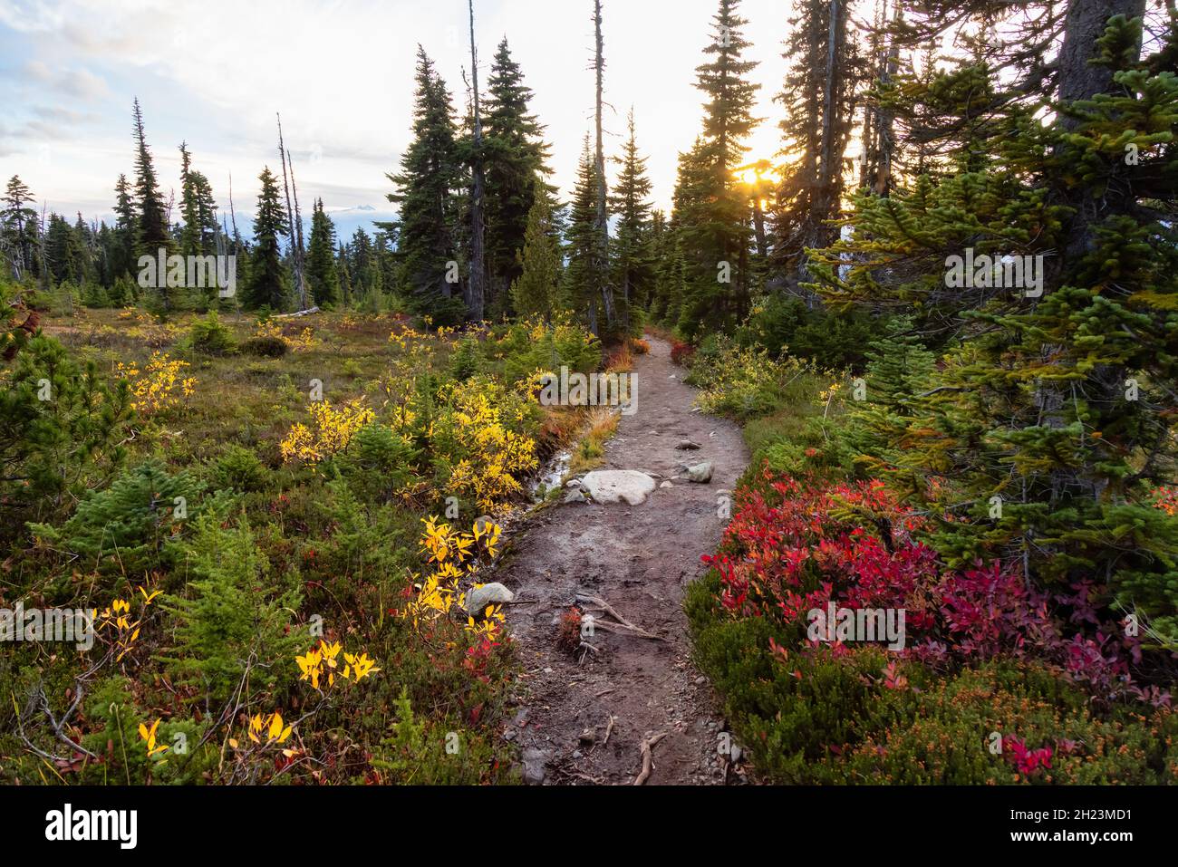 Hiking trail outdoors in Canadian nature Stock Photo - Alamy