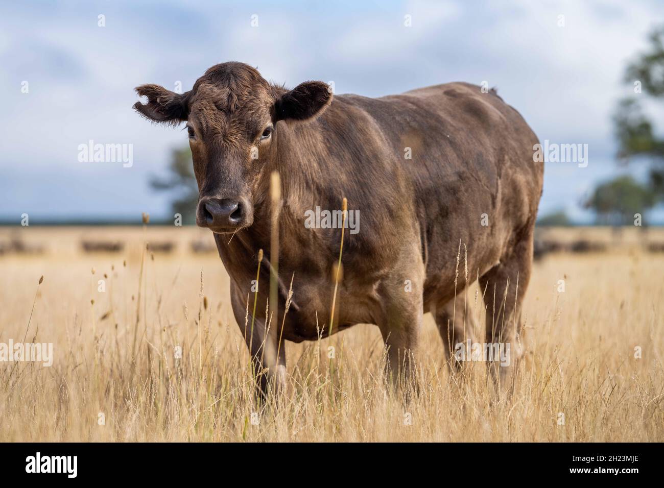 Close up of Stud Beef bulls and cows grazing on dry grass in a field ...