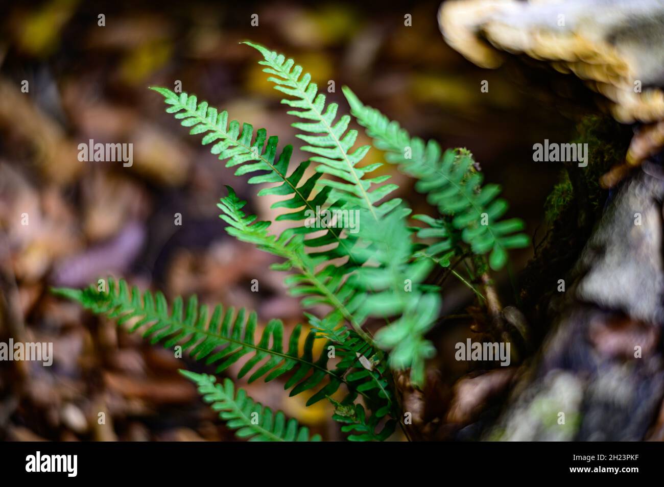 fern Struthiopteris spicant on a granite rock in the valley aisttal in ...