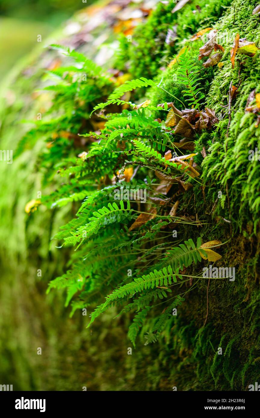 fern Struthiopteris spicant on a granite rock in the valley aisttal in ...