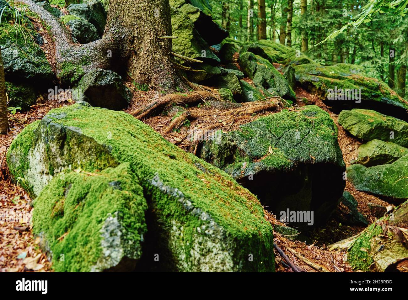 Forest landscape with stones covered green moss. Beautiful nature