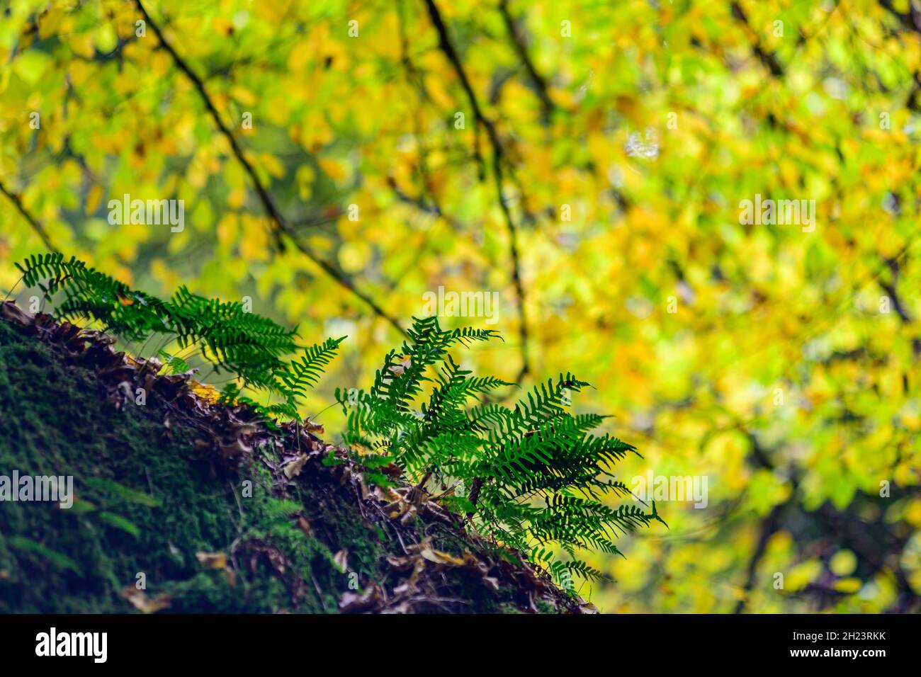 fern Struthiopteris spicant on a granite rock in the valley aisttal in ...