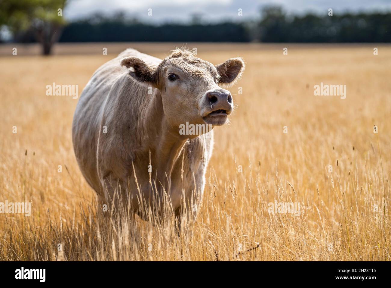 Close up of Stud Beef and cows grazing dry grass in a field, in Australia, during drought. In summer hay and silage. breeds include Stock Photo - Alamy
