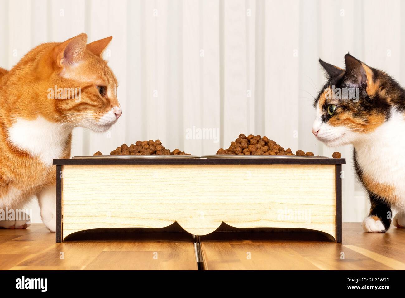 Domestic tabby cats feeding themselves. eating pet food Stock Photo Alamy
