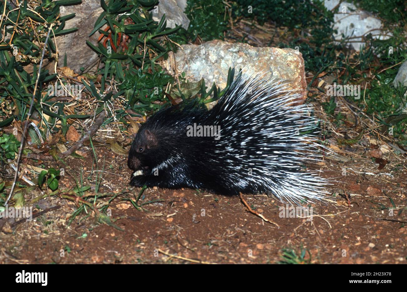 Indian Crested Porcupine (Hystrix indica), or Indian Porcupine is quite an adaptable rodent, found throughout southern Asia and the Middle East. It is Stock Photo