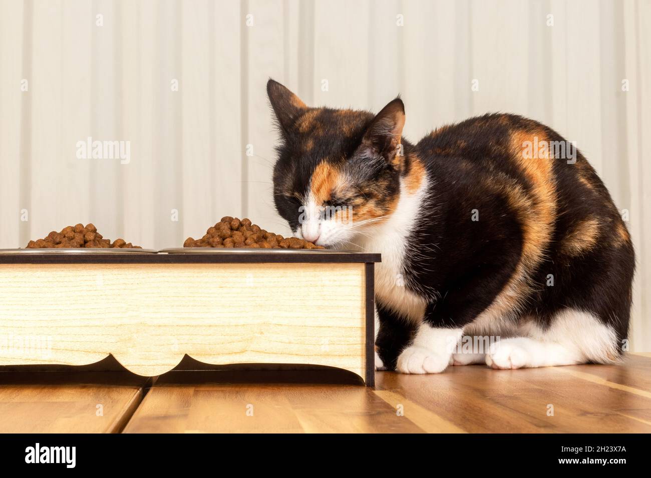 Domestic tabby cats feeding themselves. eating pet food Stock Photo Alamy