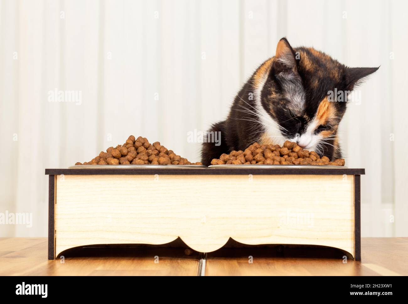 Domestic tabby cats feeding themselves. eating pet food Stock Photo Alamy