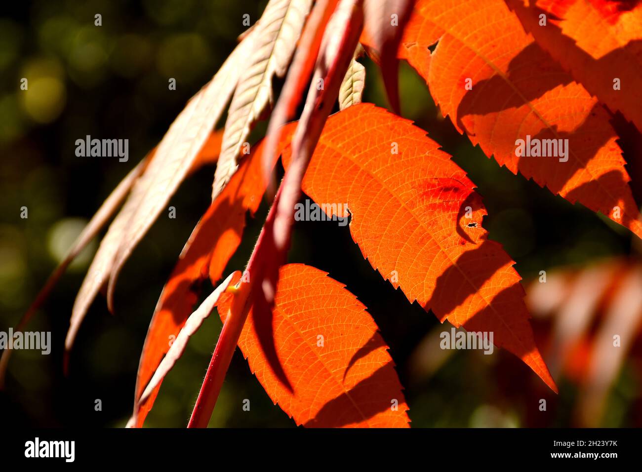 rowan tree with red painted leaves in backlit in autumn Stock Photo