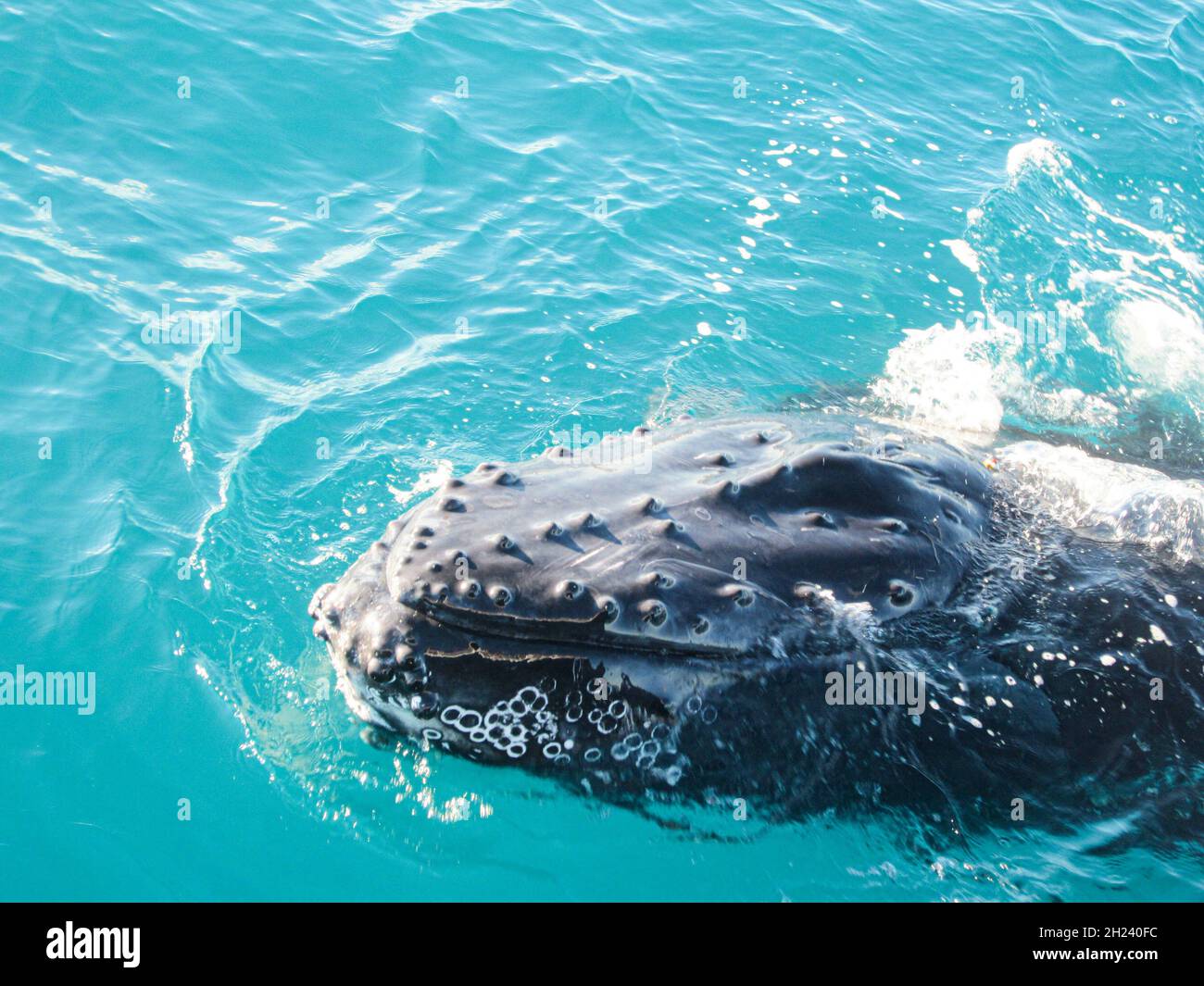 Closeup shot humpback whale hi-res stock photography and images - Alamy