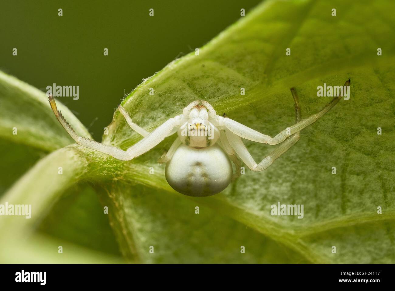 white female crab spider lying in wait upside down beneath a leaf. Stock Photo