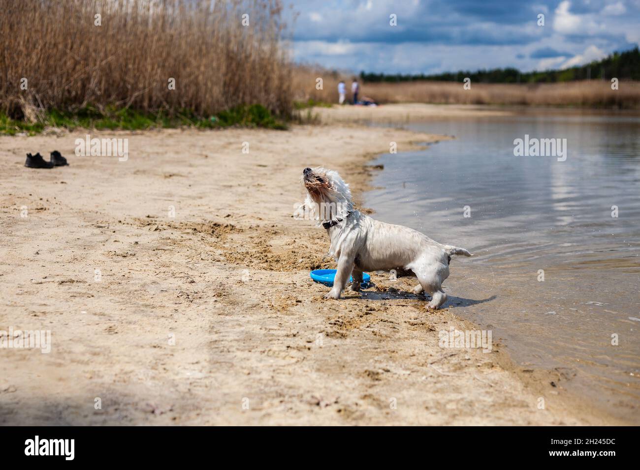 Small white dog shaking coming out of the water profile side view | Wet West highland white terrier on a beach playing with flying disc in water Stock Photo