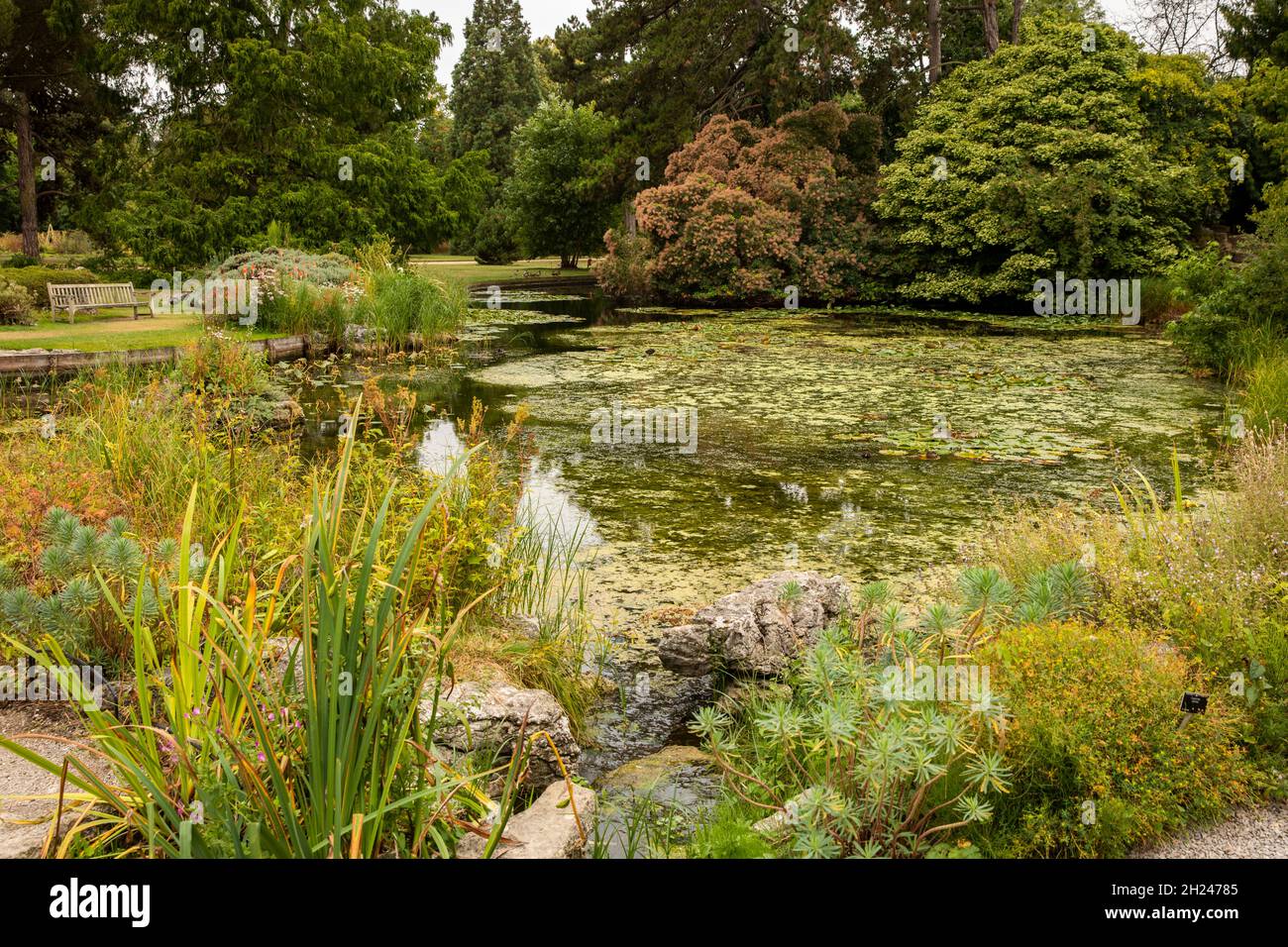 UK, England, Cambridgeshire, Cambridge, University Botanic Garden, pool and Rock Garden Stock Photo
