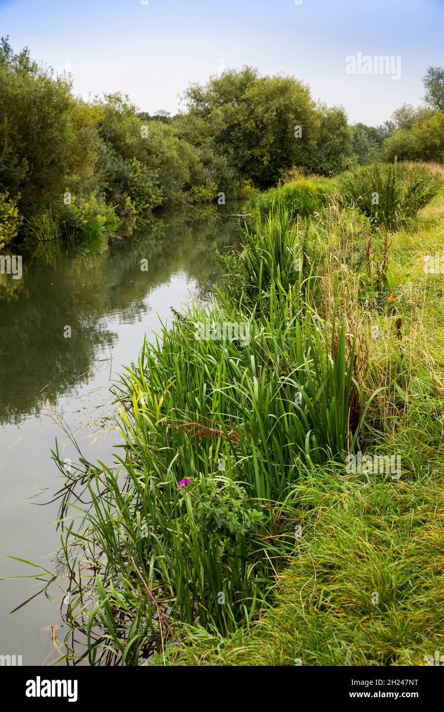 UK, England, Cambridgeshire, Cambridge, Grantchester, River Cam beside watermeadow Stock Photo