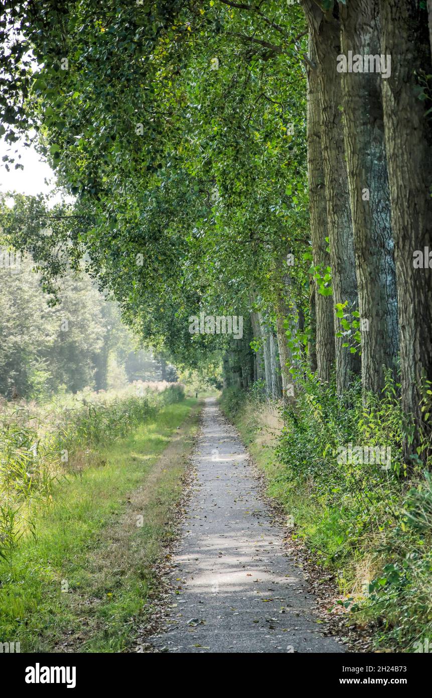 Narrow footpath on the island of Goeree, The Netherlands lined with tall poplar trees Stock Photo