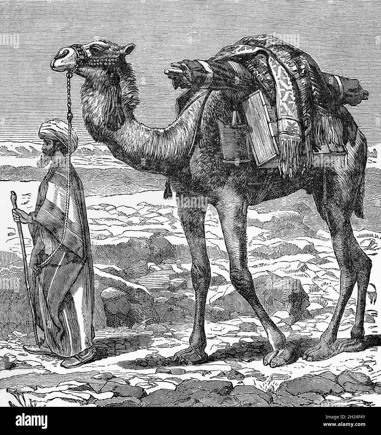 A late 19th Century illustration of a dromedary camel. With one hump the icon of the desert flourishes in north Africa and the Middle East where they can carry up to 200 lbs on their back for distances in the heat.  A camel’s hump consists of fatty-tissue which minimizes heat-trapping insulation in the rest of their bodies, keeping them cooler; and the fur or coat can reflect the sun and insulate the animal from the heat radiated from the desert environment Stock Photo