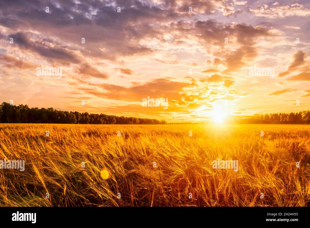 Sunset or sunrise on a rye field with golden ears and a dramatic cloudy ...