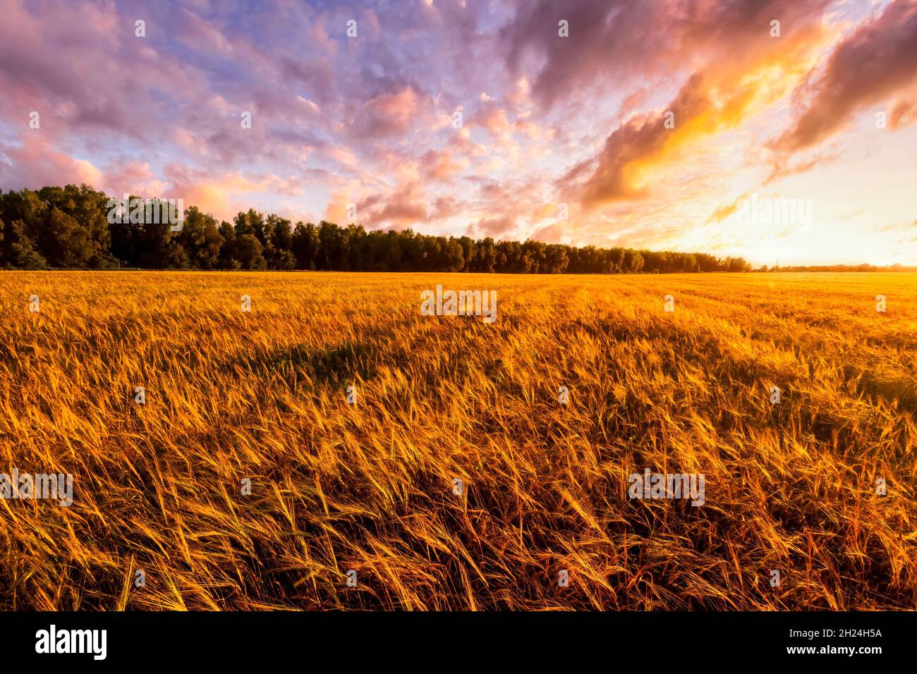 Sunset or sunrise on a rye field with golden ears and a dramatic cloudy ...