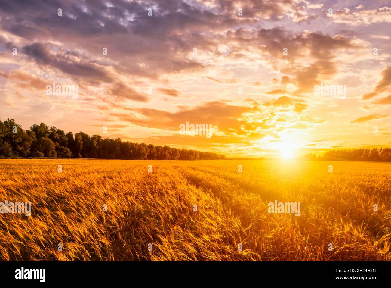 Sunset or sunrise on a rye field with golden ears and a dramatic cloudy ...