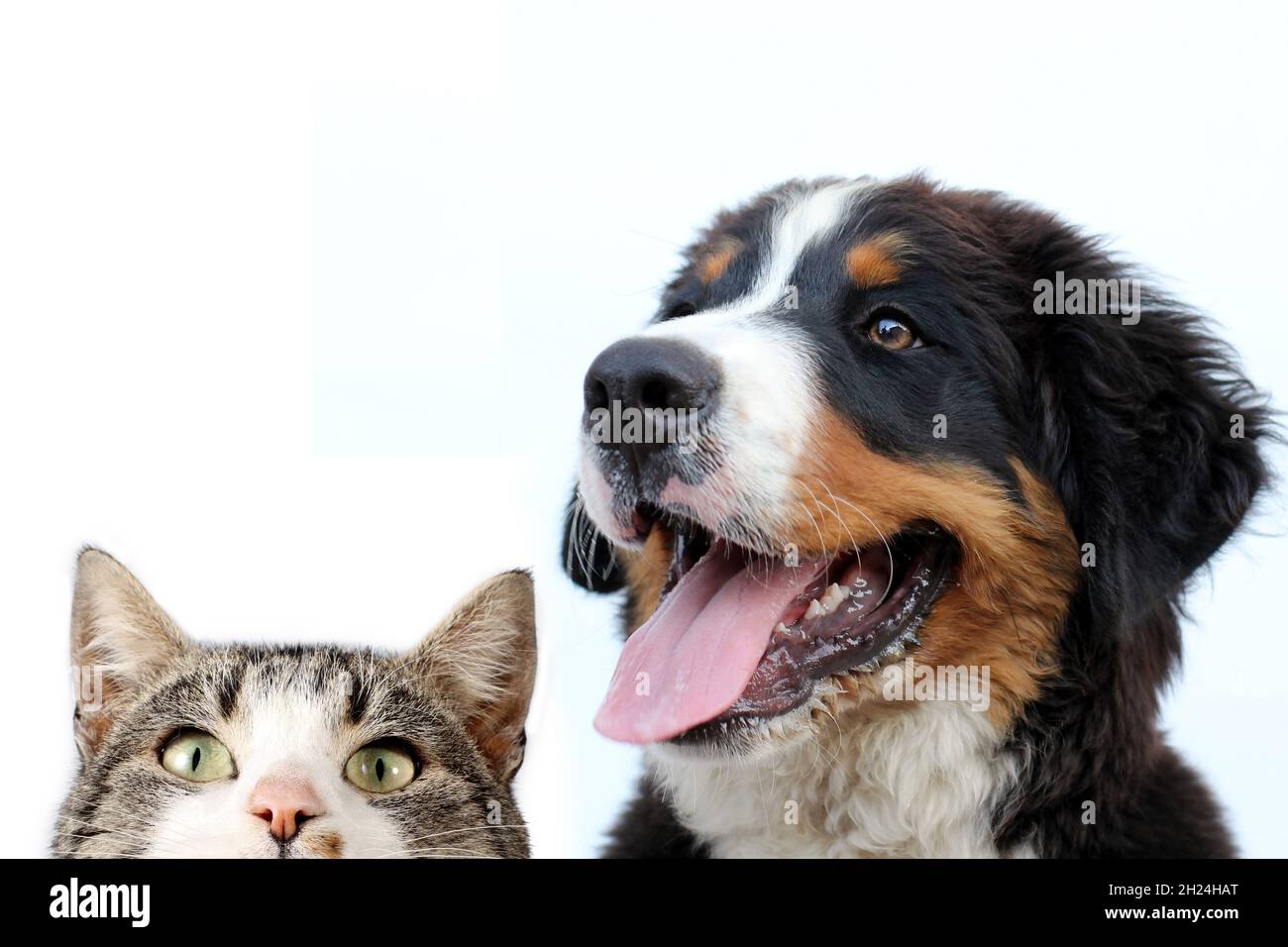 Bernese mountain dog and cat on a white background Stock Photo