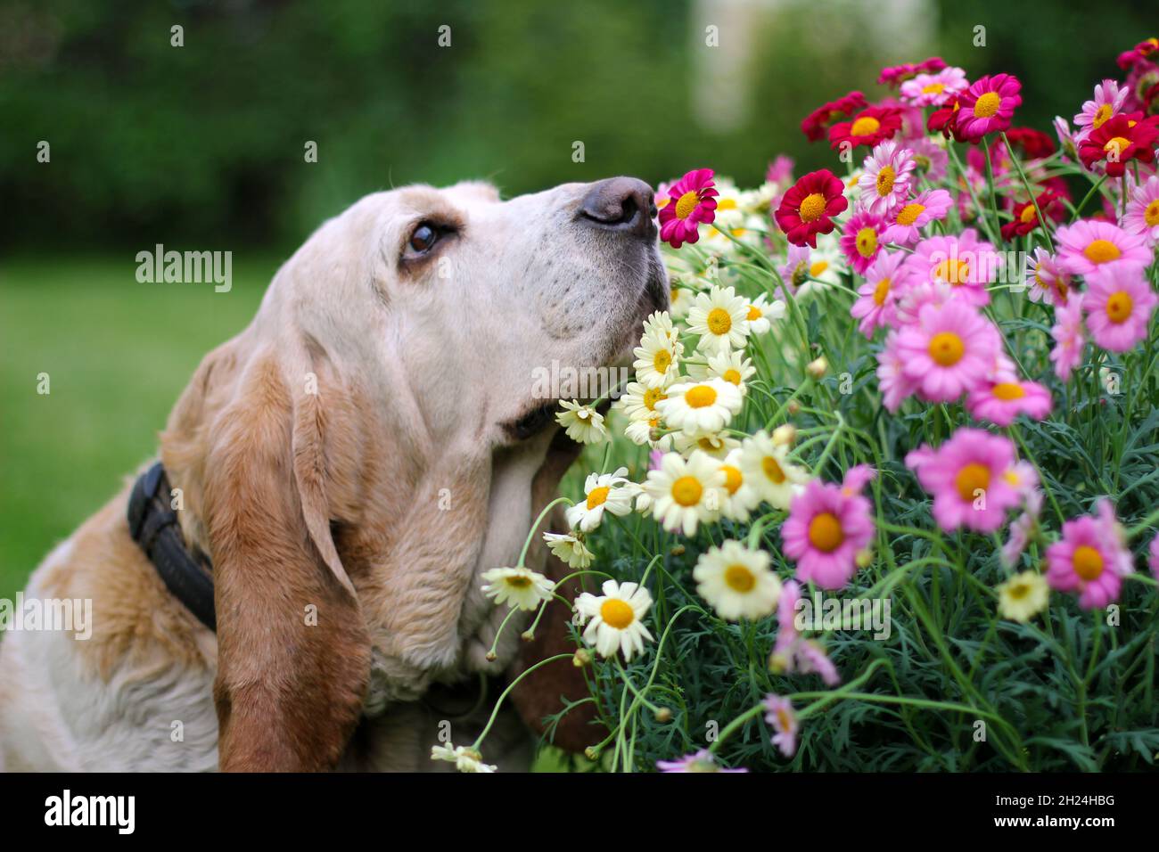 Dog smelling flowers Stock Photo Alamy