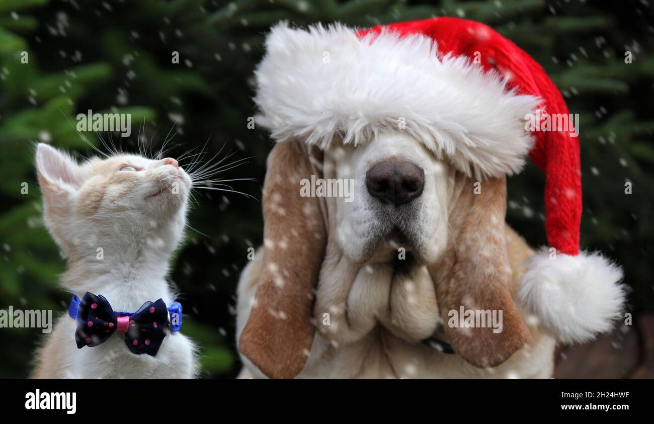 Dog with santa hat and kitten Stock Photo - Alamy