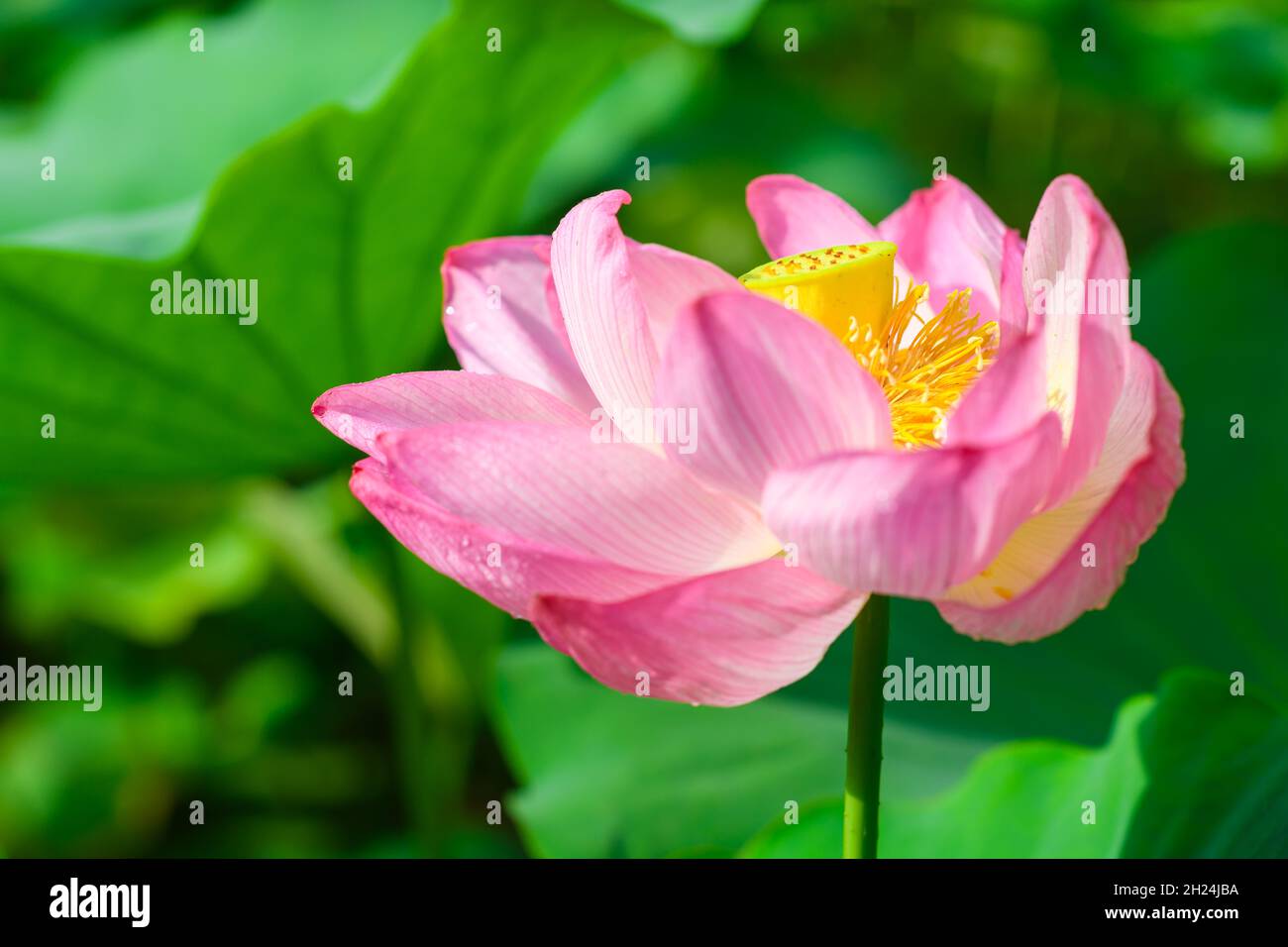Beautiful pink lotus flower in full bloom at World Expo Park, Osaka, Japan Stock Photo Alamy