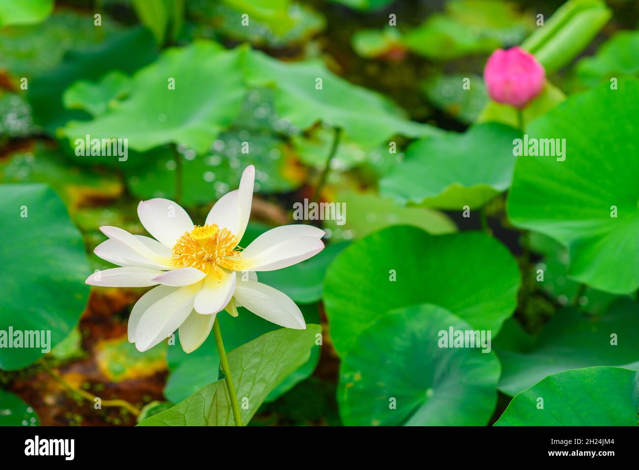 Beautiful white lotus flower in full bloom at World Expo Park, Osaka, Japan Stock Photo Alamy