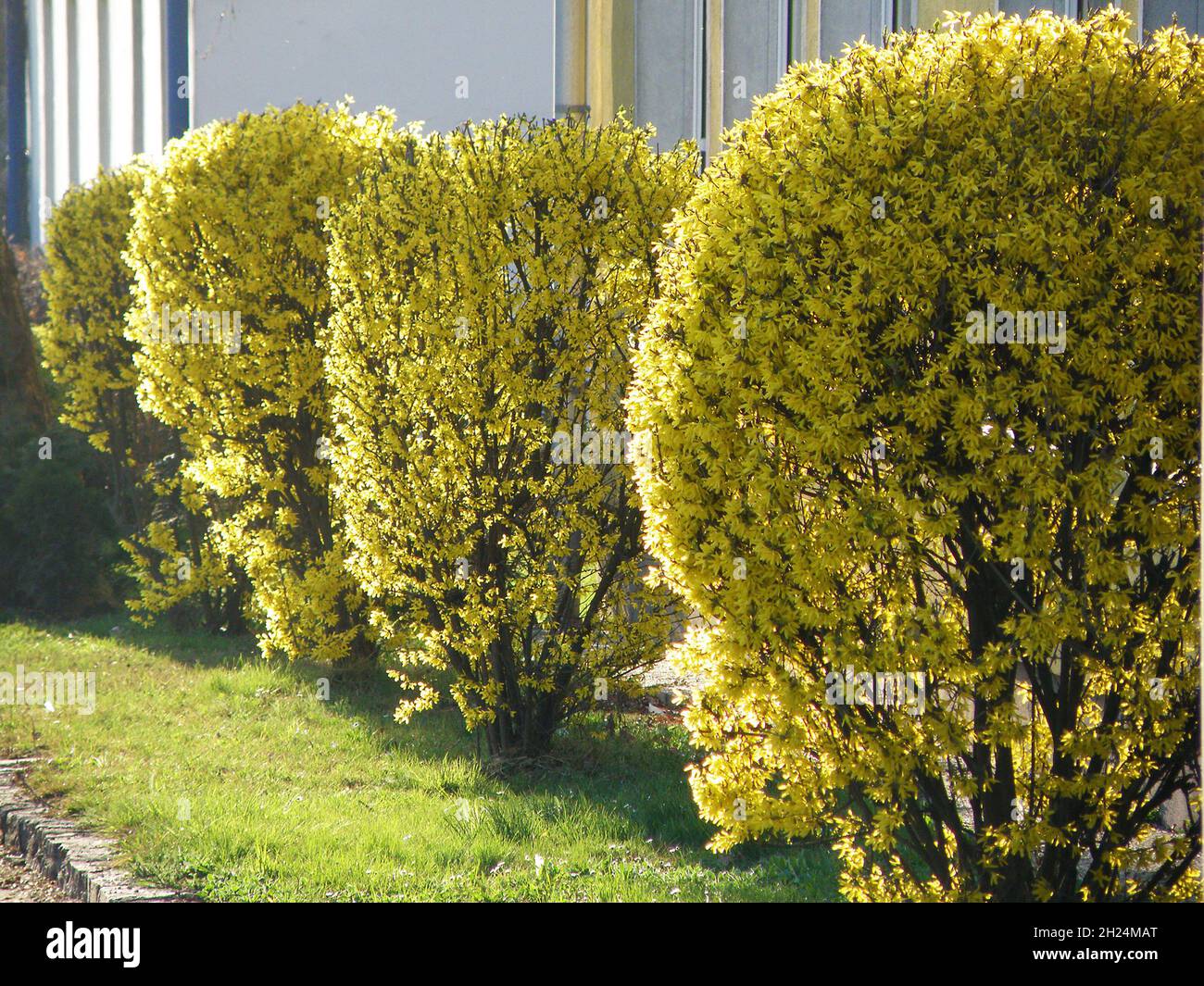 Ein blühender ForsythienStrauch im Frühjahr im Salzkammergut