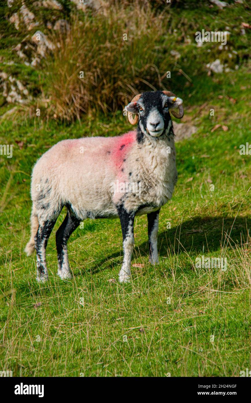 The free-roaming sheep of the Lake District National Park - The Herdwick, the Rough Fell and their close neighbour the Swaledale. Cumbria, England, UK Stock Photo