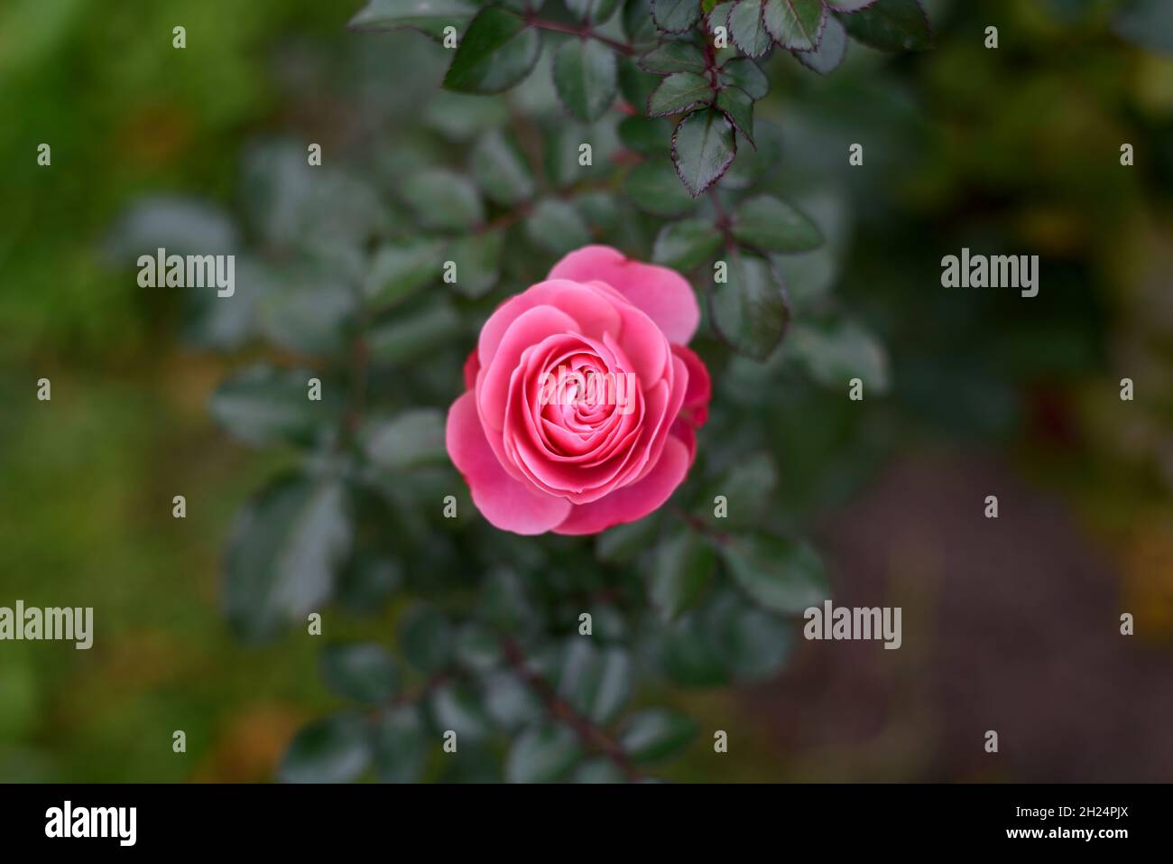 Pink rose flower growing on bush in center of frame Stock Photo Alamy