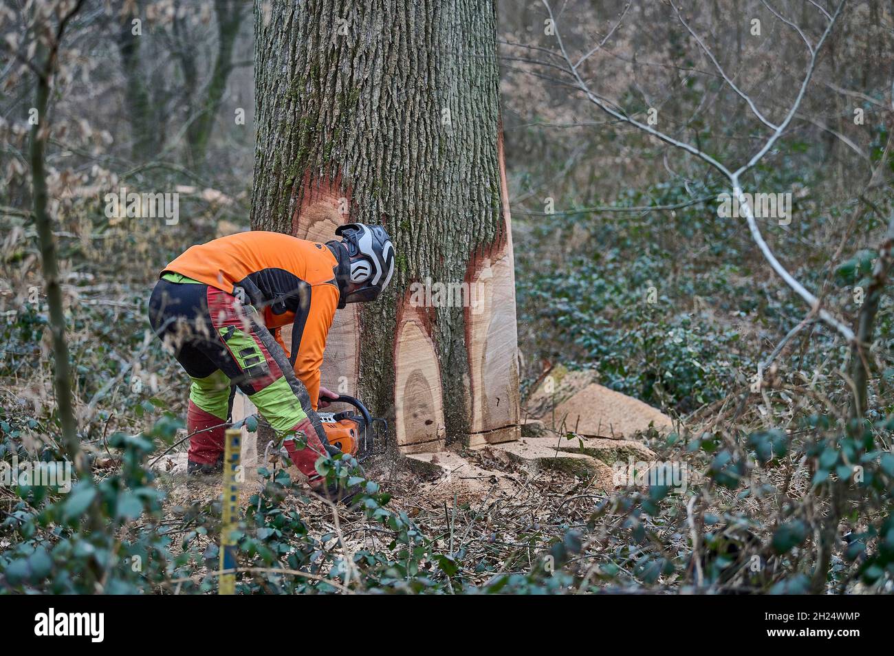 Locquignol (northern France), Mormal Forest, 9 March 2021: Baptiste, Clement and Nicolas, lumberjacks working for Natur & Co, felling oak trees select Stock Photo