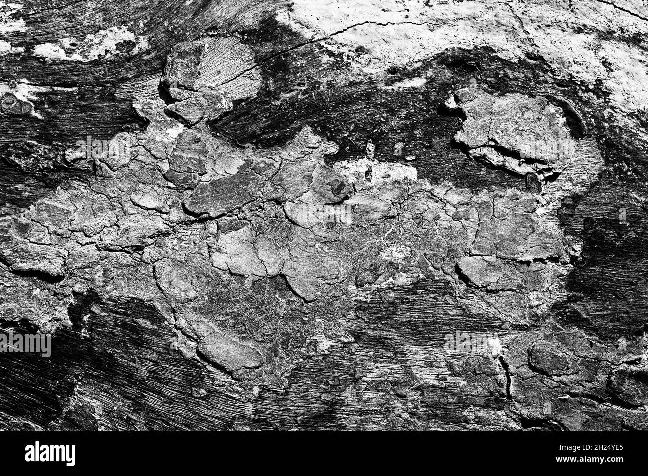 Black and white abstract tree trunk wood texture. Natural background ...