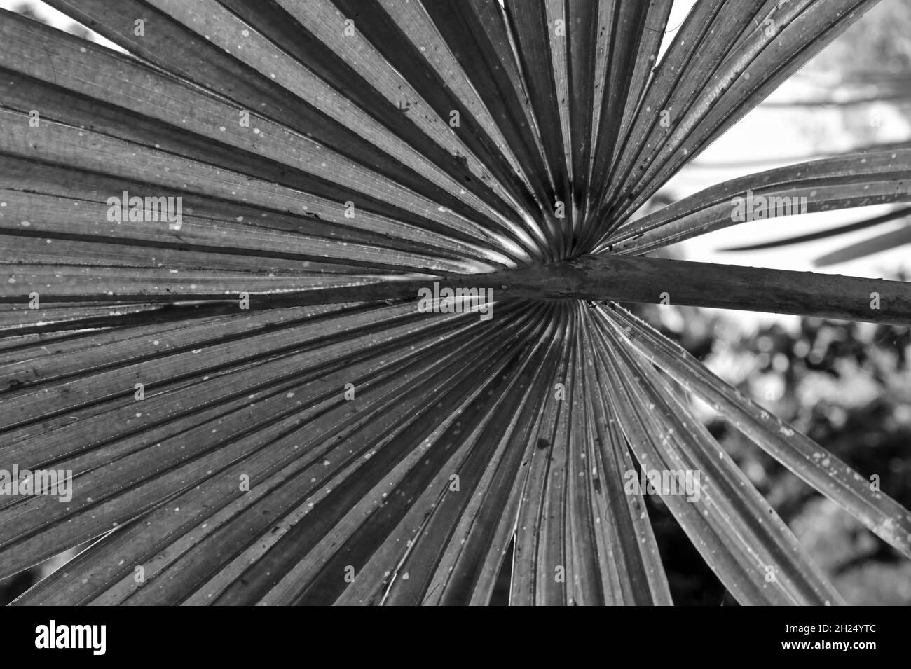 Black and white palm tree leaves against dark natural background Stock ...