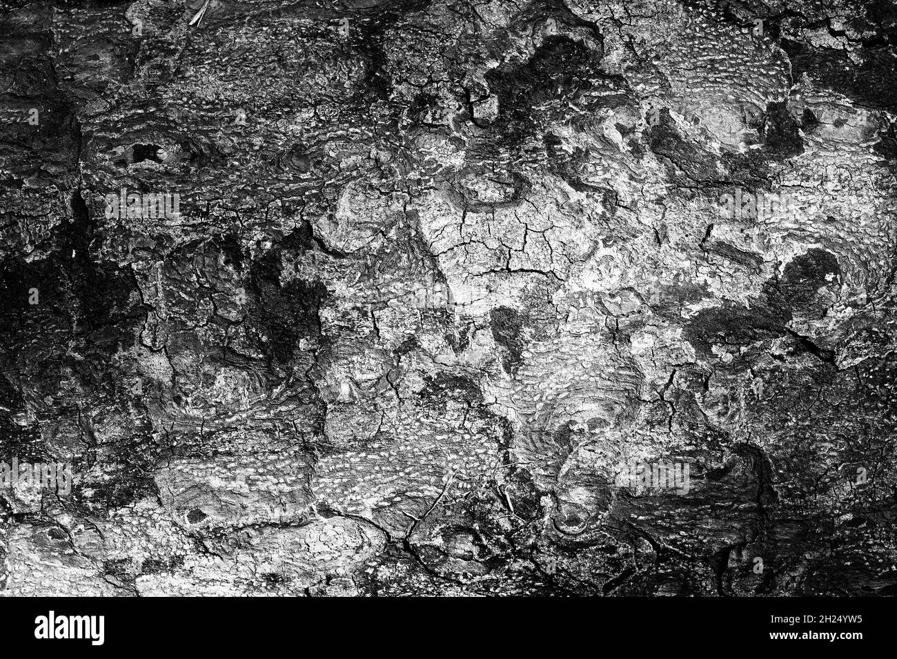Black and white abstract tree trunk wood texture. Natural background ...