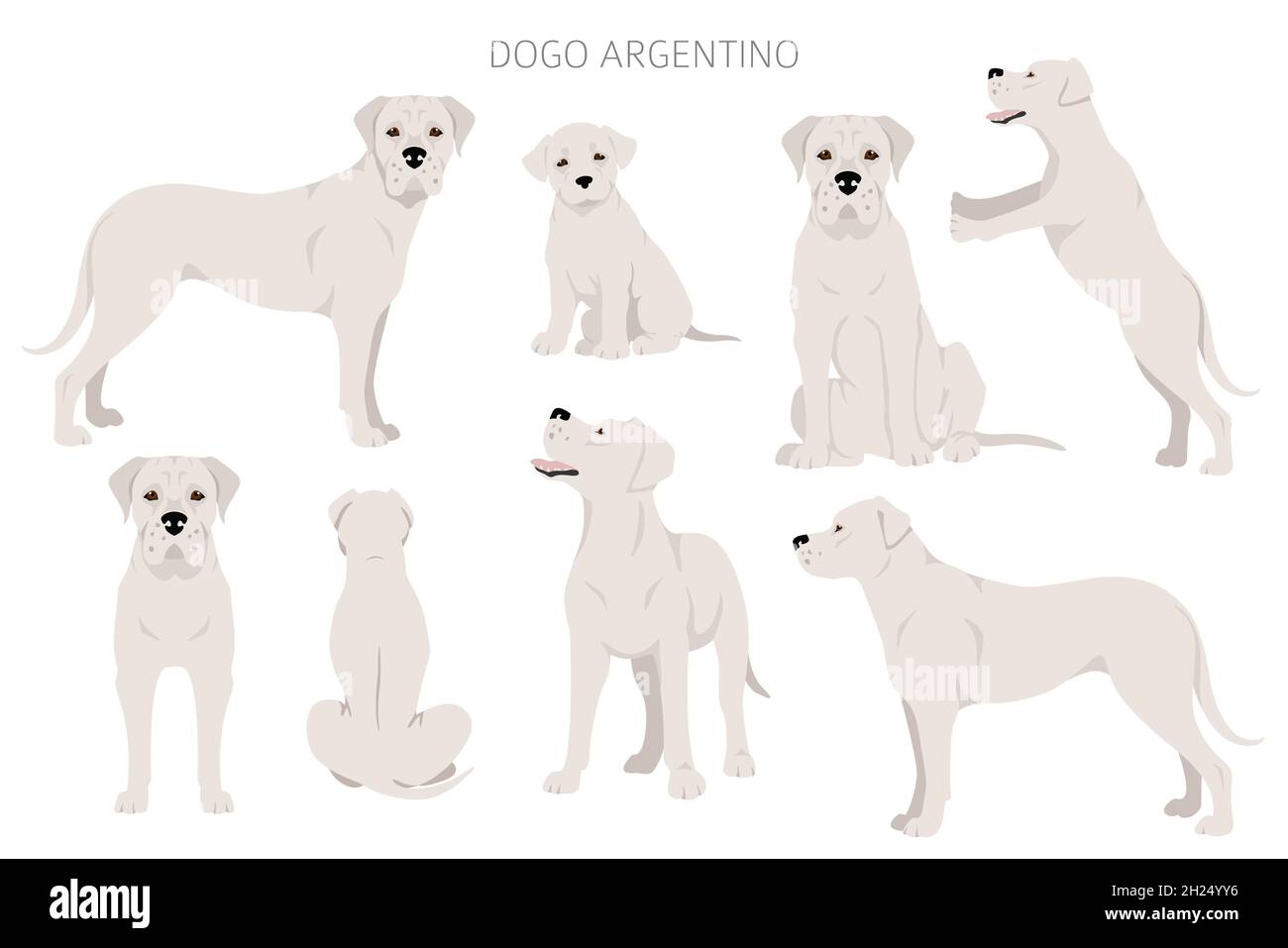 Dogo Argentino clipart. Different poses, coat colors set.  Vector illustration Stock Vector