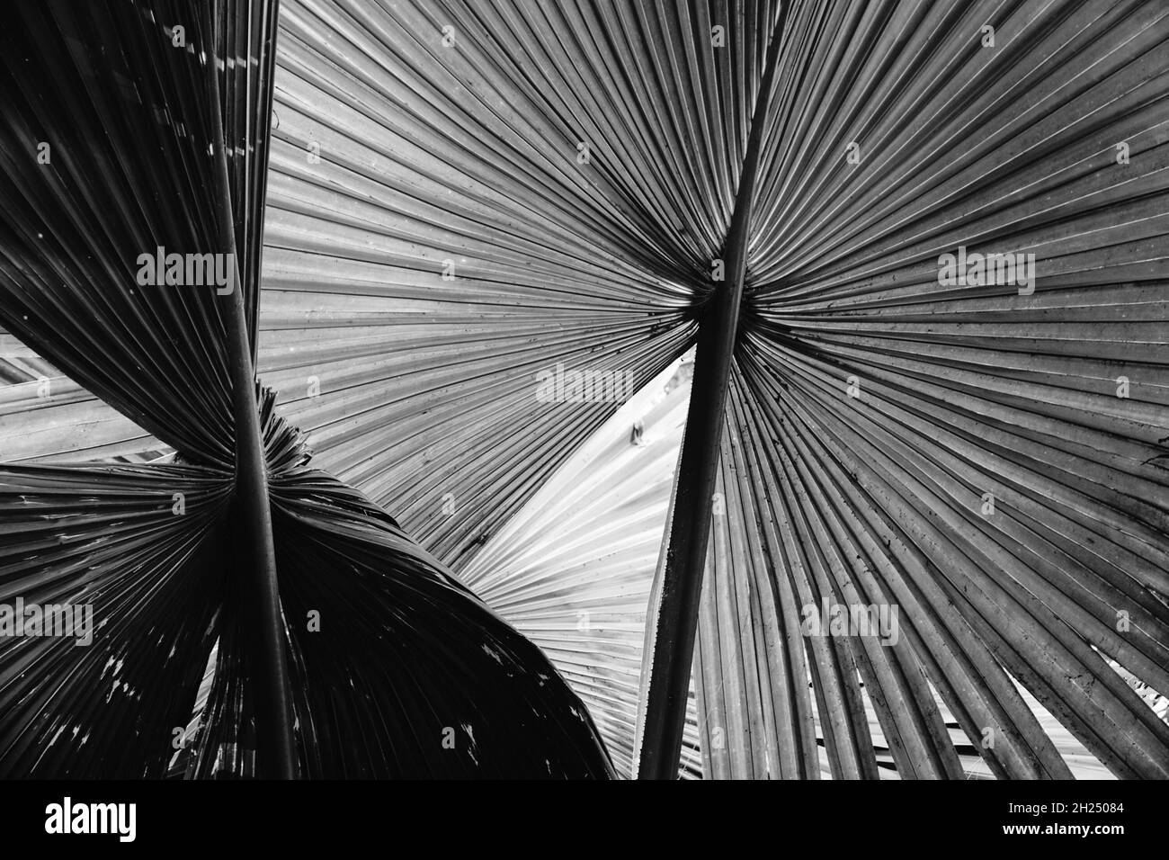 Black and white palm tree leaves against dark natural background Stock ...