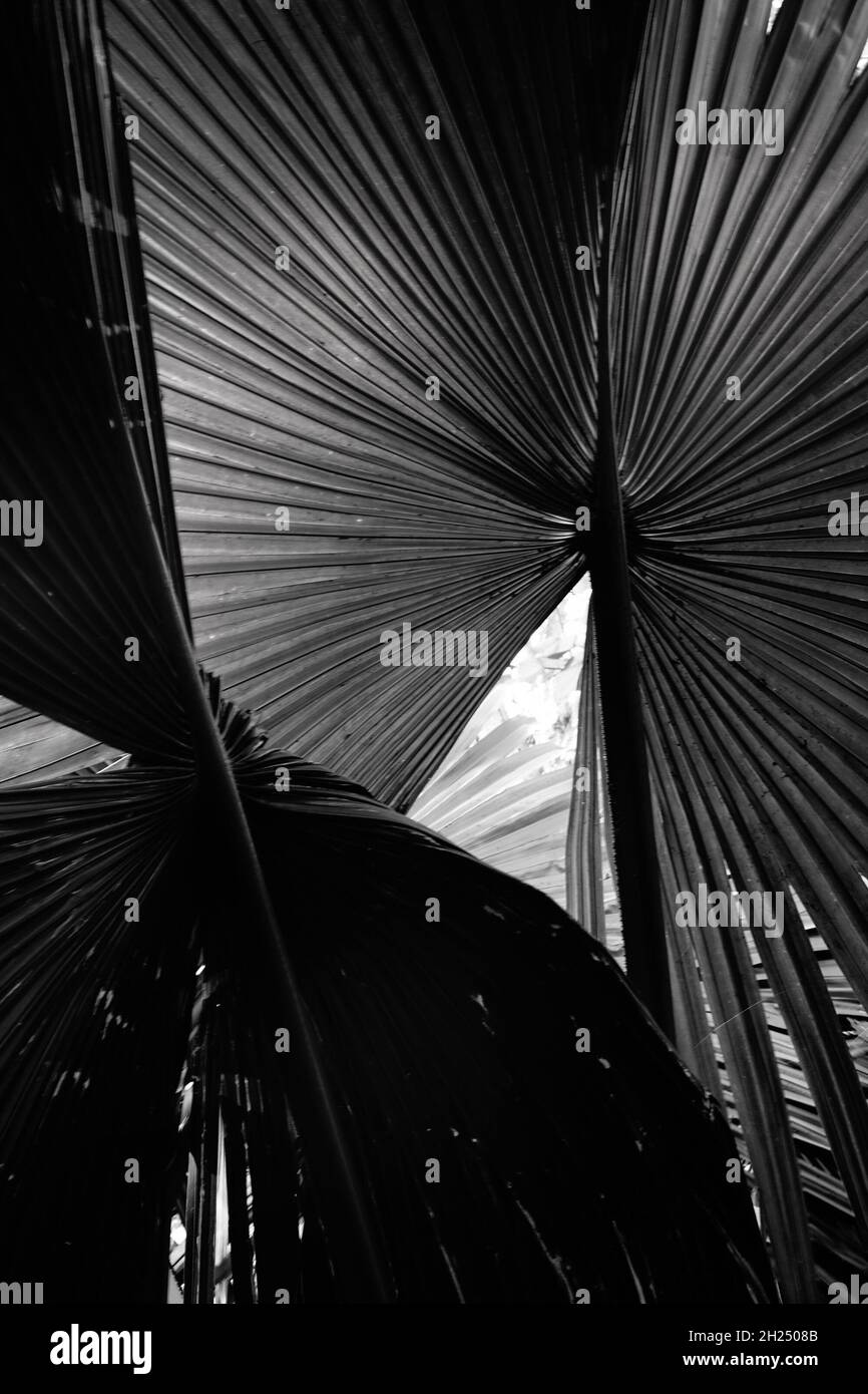 Black and white palm tree leaves against dark natural background ...