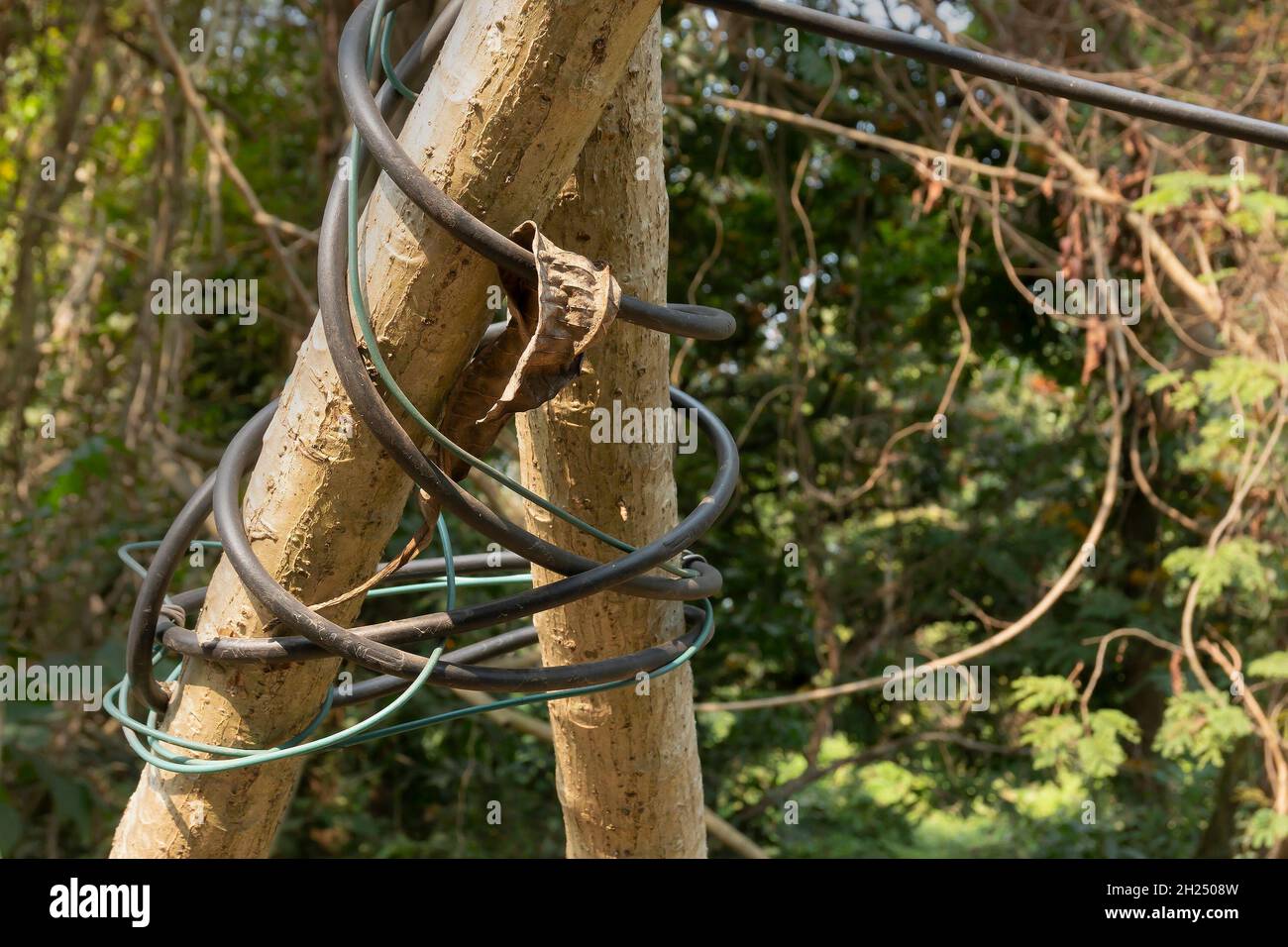 Tree trunk bound with electric cables and wires. symbolic image of destruction of nature by civilized society. Climate change, threat to natural envir Stock Photo