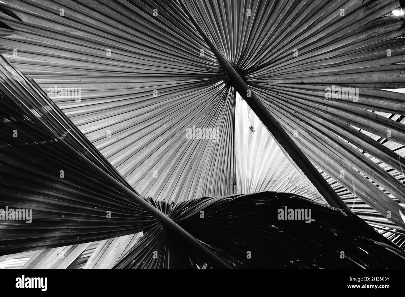 Black and white palm tree leaves against dark natural background Stock