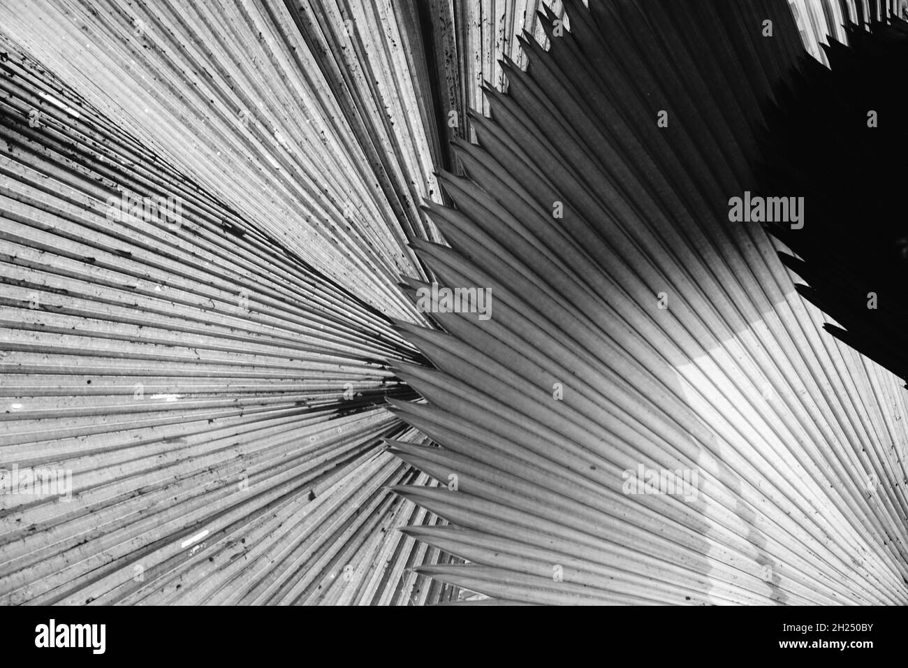 Black and white palm tree leaves against dark natural background Stock ...