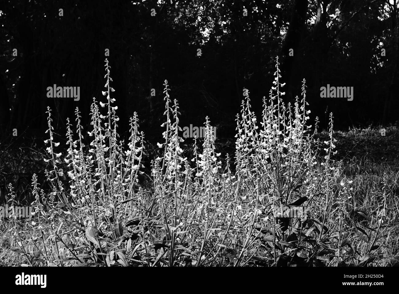 Plants against white background Black and White Stock Photos & Images ...