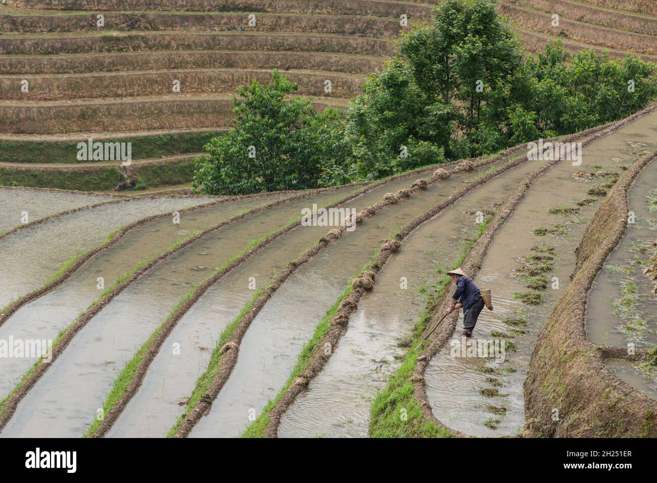 A farmer works to clear the rice paddies in the Ping'an section of the Longshen rice terraces in China. Stock Photo