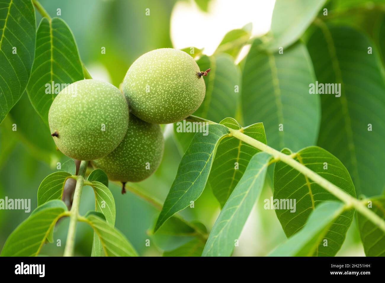 Unripe walnuts on the tree. Stock Photo