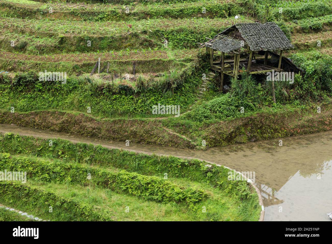 Cornfields & a shelter in the Ping'an terraces of the Longi rice terraces in Longshen, Guanxi, China. Stock Photo
