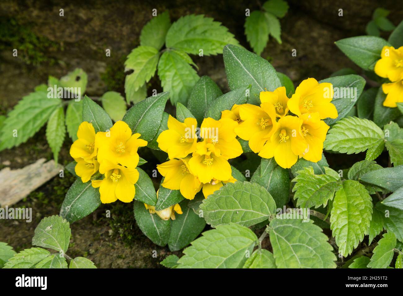 Lysimachia kwangtungensis has no common name.  It is a perennial flowering herb native to China. Stock Photo